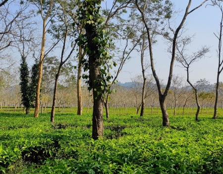 Tea Tourism @ Titabor