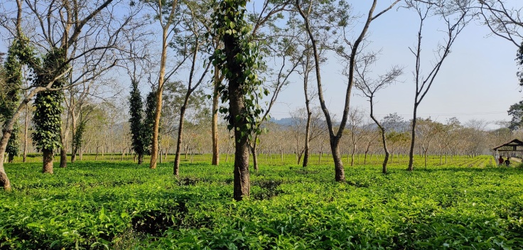Tea Tourism @ Titabor